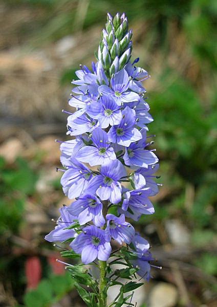Veronica prostrata / Veronica sdraiata